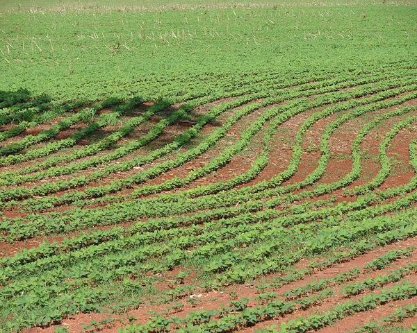Mesmo com chuvas irregulares, termina plantio da soja em Sorriso (MT)