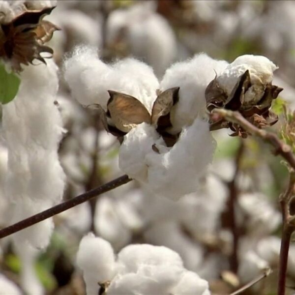 Plantio do algodão em MT avança para mais de 80% da área, mas ainda está atrasado