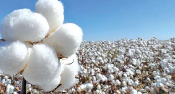 Plantio de algodão em Mato Grosso deve ser 10,6% menor em 2020/21