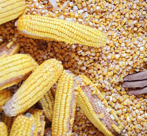 Cotações do milho seguem em alta nas bolsas nesta quarta-feira