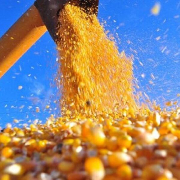 MT: produtores ampliam investimentos para acelerar 2ª safra do milho