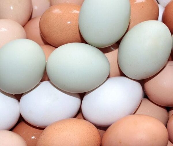 Semana do Natal tem início com boa movimentação no comércio de ovos