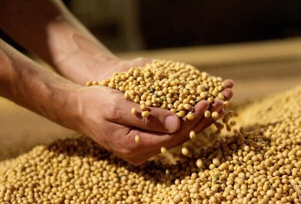 Paraná começa colheita de soja; Deral aponta 1% da área colhida