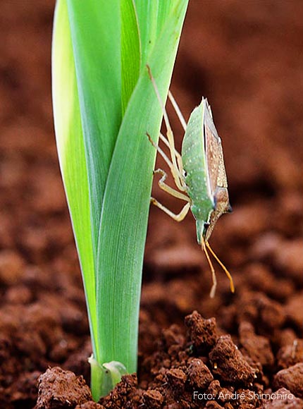 Aprosoja MT: Impactos do percevejo barriga-verde no milho será tema de palestra