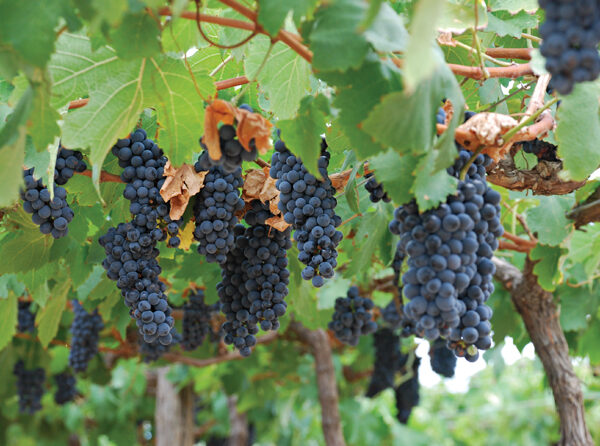 Secretaria de Agricultura viabiliza cultivo de uva para produção de vinhos finos nas condições paulistas